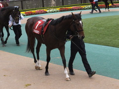 20141108 東京11R 京王杯2歳S マイネルグルマン 04