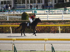 20150214 東京8R 春嶺JS メジロサンノウ 15