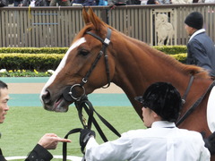 20150222 東京5R 3歳メイクデビュー シンディーア 06