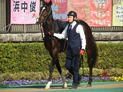 20190216 東京9R フリージア賞 3歳500万下 ホウオウサーベル 04