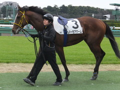 20160312 中山6R 3歳500万下 ノーモアゲーム 21