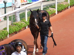 20170910 阪神9R 新涼特別(1000) メイショウノボサン 10