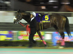 20151104 大井11R マイルグランプリ(S2) グランディオーソ 02