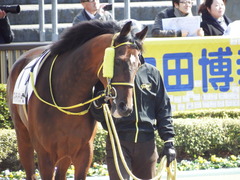 20180212 東京4R 3歳未勝利 マイティテソーロ 03