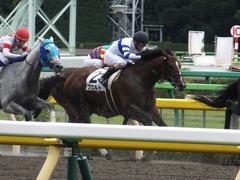 20161009 東京7R (500) プエルト 19
