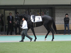 20151031 東京7R 3歳上500万下 コスモポッポ 06