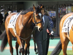20150221 東京6R 4歳上500万下 マイネルグルマン 04