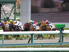 20150404 阪神5R 3歳上500万下 テイケイラピッド 10