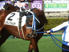 20190209 東京3R 3歳未勝利 シホノフォルテ 11