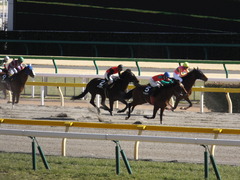 20150214 東京8R 春嶺JS メジロサンノウ 17