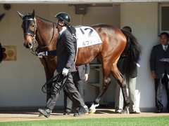 20171203 中山4R 2歳未勝利 ルフィーナ 03