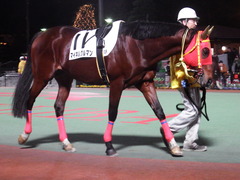 20181205 大井12R サジタリウス賞 B2 マイネルグルマン 09