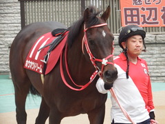 20181104 東京11R AR共和国杯(G2) ホウオウドリーム 20