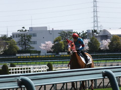 20150404 阪神4R 3歳未勝利 レーヌドブリエ 15