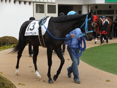 20150124 中山5R 3歳未勝利 サウンドアラムシャ 02
