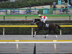 20141108 東京9R ショウナンアポロン 13