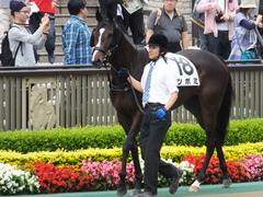 20160605 東京4R 3歳未勝利 ツボミ 03