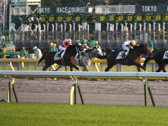 20141018 東京12R ショウナンアポロン 15