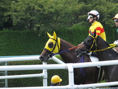 20150920 阪神7R 3歳上500万下 イサチルホープ 13
