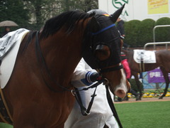 20190303 中山6R 3歳未勝利 ストレートパンチ 04
