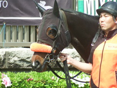 20190421 東京8R (500) ラプターゲイル 09