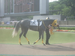 20120519 東京 1000万下のツボネちゃん