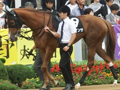 20180930 中山9R サフラン賞 2歳牝馬500万下 ポリアンサ 09
