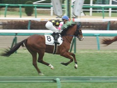 20190112 中山5R 3歳未勝利 ストレートパンチ 20