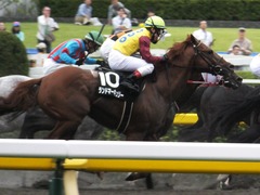 20161009 東京10R テレビ静岡賞(1600) ランドマーキュリー 16