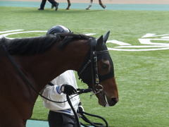 20150221 東京5R 3歳未勝利 トーセンカナロア 06