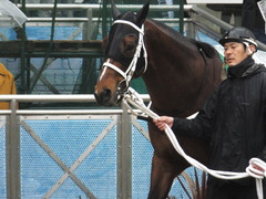 20170326 中山11R マーチS(G3) ショウナンアポロン 07