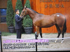 ワイルドアフリカ2014