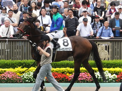 20160528 東京8R 4歳上500万下 トーセンカナロア 13
