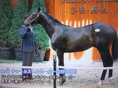 ダイワメジャー&チャールストンハーバー1