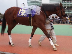 20190206 大井11R 金盃(S2) ユーロビート 08