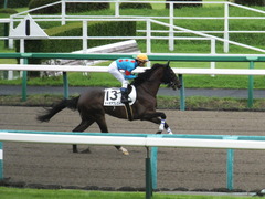 20160918 中山3R 3歳未勝利 チャオアプレスト 14