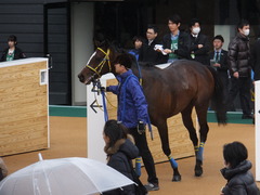 20150308 中山5R 3歳未勝利 ラッシュアタック 18