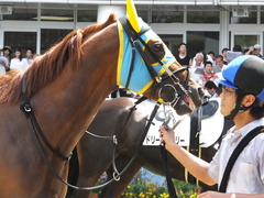 20160910 中山4R 3歳上障害未勝利 ワイルドジーク 05