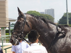 20170909 中山3R 3歳未勝利 ダンスウィズユー 20