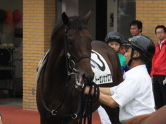 20141005 新潟2R トーセンカナロア 09