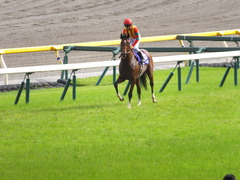 20150607 東京11R 安田記念(G1) モーリス 19