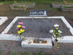 メジロランバダ