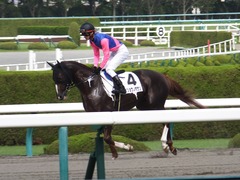 20161002 阪神8R (500) メイショウノボサン 09
