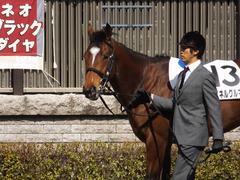 20150221 東京6R 4歳上500万下 マイネルグルマン 07