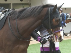 20190323 中山9R ミモザ賞 3歳牝馬(500) トロハ 06