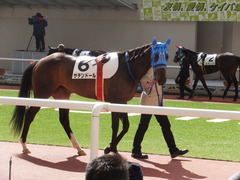 20170225 阪神4R 3歳未勝利 サテンドール 13