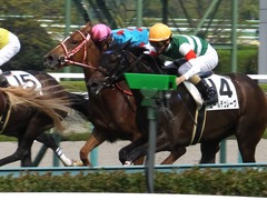 20161002 阪神7R (500) レーヌドブリエ 22