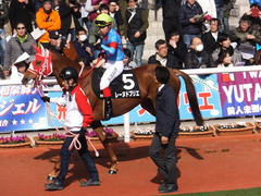 20170225 阪神9R 丹波特別(500) レーヌドブリエ 24