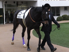 20160111 中山12R 4歳上500万下 マイネルサージュ 02