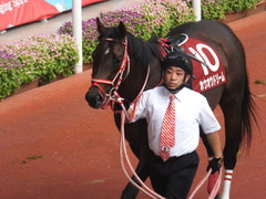 20170924 阪神11R 神戸新聞杯(G2) 3歳OP ホウオウドリーム 14